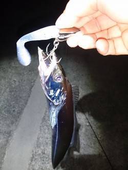 淡路島東側を釣行〜ちょい投げキス・太刀魚ワ…