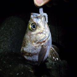 淡路島東側を釣行〜ちょい投げキス・太刀魚ワインド・メバリング