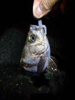 淡路島東側を釣行〜ちょい投げキス・太刀魚ワインド・メバリング