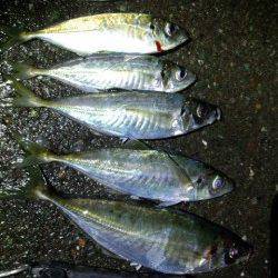 音海大波止　アジングで尺混じりのアジ★他ガシラも