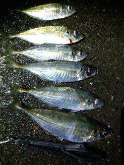 音海大波止　アジングで尺混じりのアジ★他ガシラも