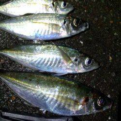 音海大波止　アジングで尺混じりのアジ★他ガシラも