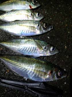 音海大波止　アジングで尺混じりのアジ★他ガ…