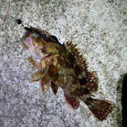 明石港〜ジグヘッド単体でガシラ連発メバルは低活性