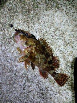 明石港〜ジグヘッド単体でガシラ連発メバルは低活性