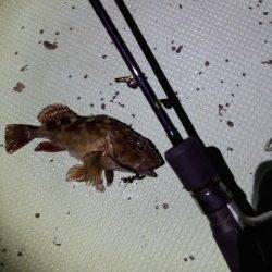 明石港〜ジグヘッド単体でガシラ連発メバルは低活性