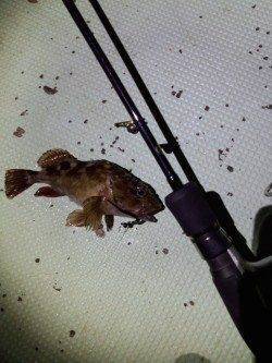 明石港〜ジグヘッド単体でガシラ連発メバルは低活性