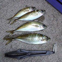 音海大波止でアジング、アジとガシラの釣果