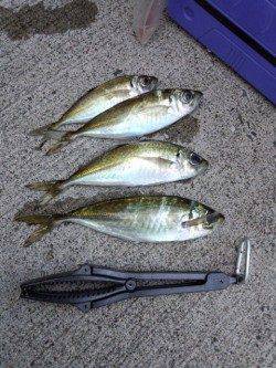 音海大波止でアジング、アジとガシラの釣果