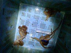 明石港タコ釣果〜タコエギに派手目のタコベイトでアピール度UP！