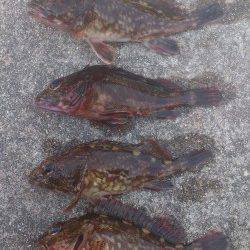 竹野のフカセ釣りでチヌ・ガシラ〜餌取りが多かったです