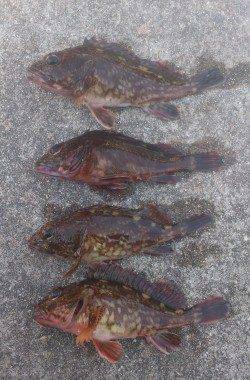 竹野のフカセ釣りでチヌ・ガシラ〜餌取りが多かったです