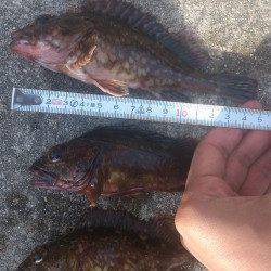 本荘人工島にてテトラの藻と藻の間を探ってガシラ釣り