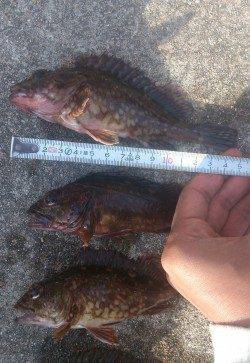 本荘人工島にてテトラの藻と藻の間を探ってガシラ釣り