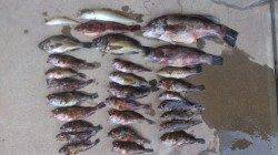 加古川河口一文字～神鋼ケーソン　ガシラ中心に満足釣果☆