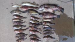 加古川河口一文字～神鋼ケーソン　ガシラ中心…