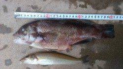 加古川河口一文字～神鋼ケーソン　ガシラ中心に満足釣果☆