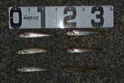 淡路島南部の慶野松原で投げ釣り、キスの釣果で新しい竿に入魂