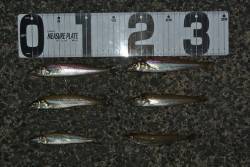 淡路島南部の慶野松原で投げ釣り、キスの釣果…