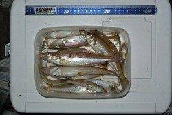 神崎海岸にて投げ釣りでキス〜ビーズ付きの仕掛けが釣果◎