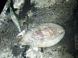 朝マヅメ狙いの短時間エギング釣行〜千田漁港にてコウイカ