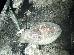 朝マヅメ狙いの短時間エギング釣行〜千田漁港…