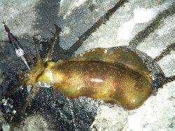 千田漁港でエギング、アオリイカの釣果