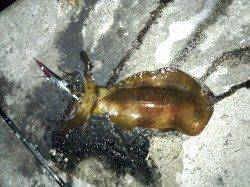 千田漁港でエギング、アオリイカの釣果