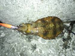 千田漁港にて朝マヅメの短時間エギング釣行