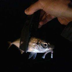 大阪南港ジグヘッド単体でアジが入れ食いでした！