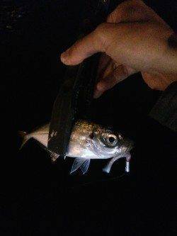 大阪南港ジグヘッド単体でアジが入れ食いでした！