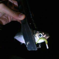 大阪南港ジグヘッド単体でアジが入れ食いでした！