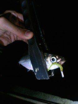 大阪南港ジグヘッド単体でアジが入れ食いでした！