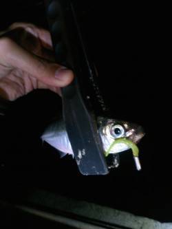 大阪南港ジグヘッド単体でアジが入れ食いでし…