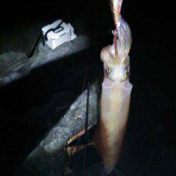 下浜港メバリングからエギングに変更後一投目からシロイカヒット！