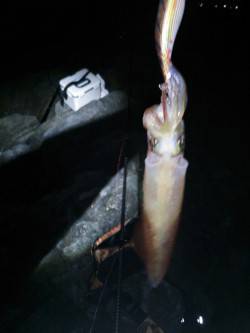 下浜港メバリングからエギングに変更後一投目…