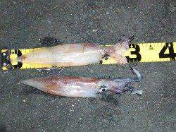 下浜港メバリングからエギングに変更後一投目からシロイカヒット！