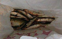 春木ベランダにてサビキ釣り、夕方の時合いにアジ・イワシ