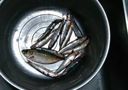 春木ベランダにてサビキ釣り、夕方の時合いに…