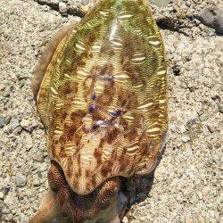 香住東港でモンゴウイカヒット!!