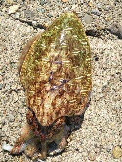 香住東港でモンゴウイカヒット!!