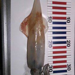 夕日港でエギング、中層〜表層を狙うとイカパンチでケンサキイカ