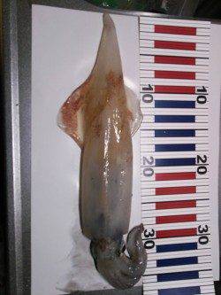 夕日港でエギング、中層〜表層を狙うとイカパンチでケンサキイカ