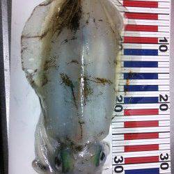 久美浜エギング釣行　風もなく釣りやすい気候でした