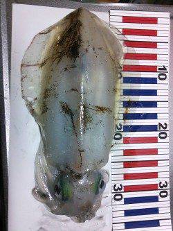 久美浜エギング釣行　風もなく釣りやすい気候でした