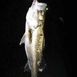 岸和田貯木場でのシーバスゲーム！