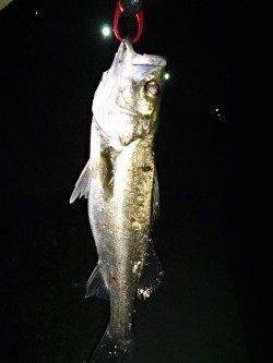 岸和田貯木場でのシーバスゲーム！