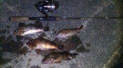 深日漁港でメバリング　シモリの中でステイさせるとメバルが！