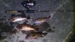 深日漁港でメバリング　シモリの中でステイさ…