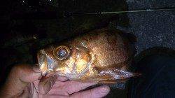 深日漁港でメバリング　シモリの中でステイさせるとメバルが！